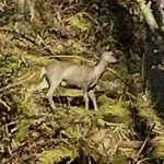 West Cumbria Static Caravan