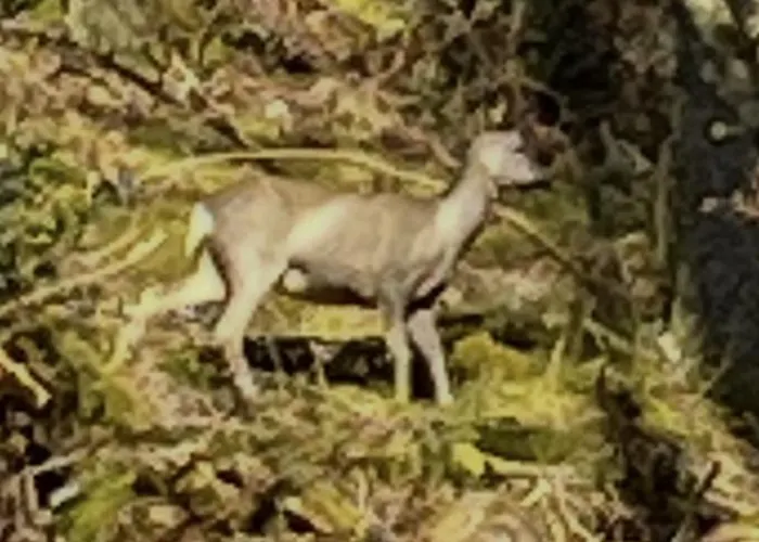 West Cumbria Static Caravan