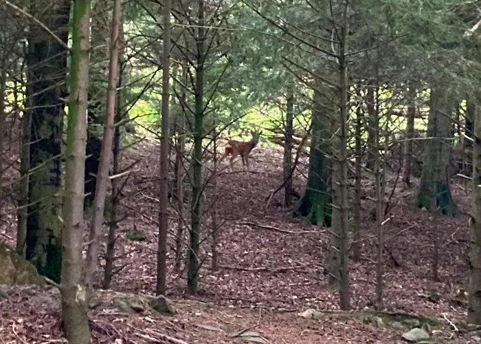 West Cumbria Static Caravan *